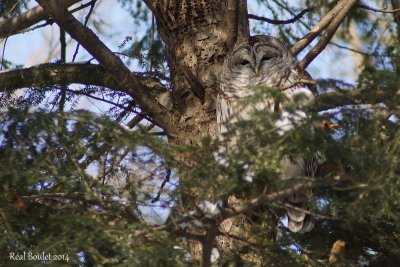 Chouette raye (Barred Owl)