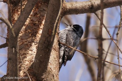 Pic  dos noir (Black-backed Woodpecker)