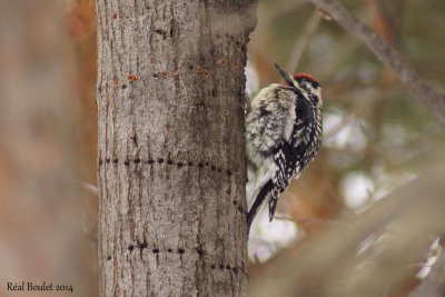 Pic maculé (Yellow-bellied Sapsucker)