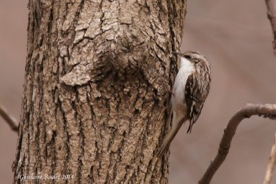 Grimpereau brun (Brown Creeper)