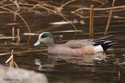 Canard d'Amrique (American Wigeon)