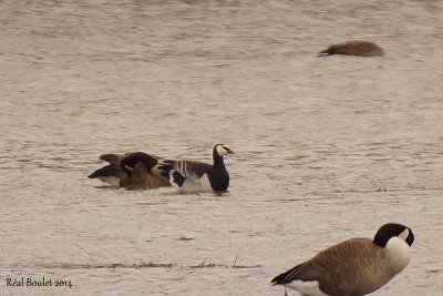 Bernache nonnette (Barnacle Goose) 