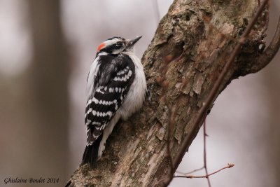 Pic mineur (Downy Woodpecker)