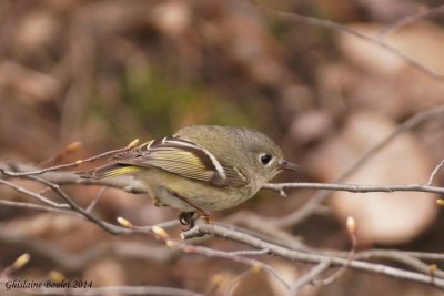 Roitelet  couronne rubis (Ruby-crowned Kinglet)