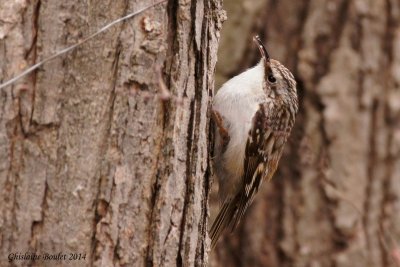 Grimpereau brun (Brown Creeper)