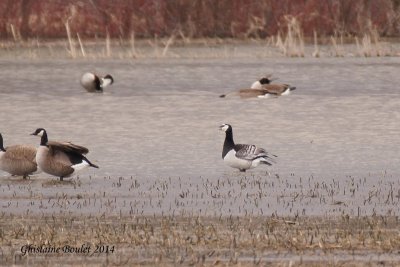 Bernache nonnette (Barnacle Goose)