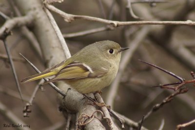 Roitelet  couronne rubis (Ruby-crowned Kinglet)