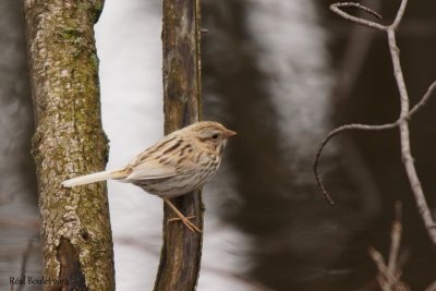 Bruant chanteur (Song Sparrow)