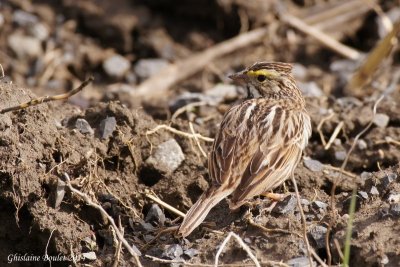 Bruant des prs (Savannah Sparrow)