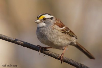 Bruant à gorge blanche (White-throated Sparrow)