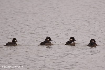 Petit Garrot (Bufflehead)