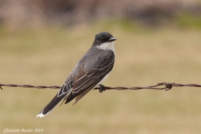 Tyran tritri (Eastern kingbird)