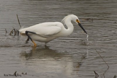 Aigrette neigeuse (Snowy Egret) 