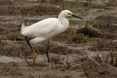 Aigrette neigeuse (Snowy Egret) 