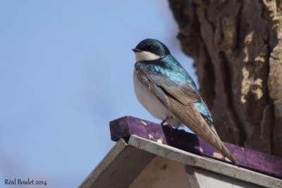 Hirondelle bicolore (Tree Swallow)