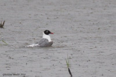 Mouette de Franklin (Franklin's Gull)