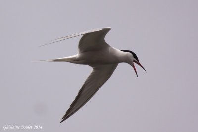 Sterne pierregarrin (Common Tern)