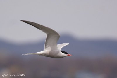 Sterne pierregarrin (Common Tern)