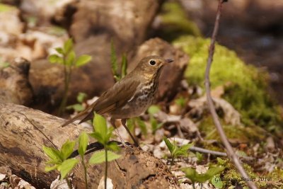 Grive  dos olive (Swainson's Thrush)