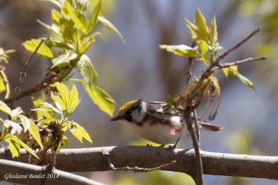 Paruline  flancs marron (Chestnut-sided Warbler)