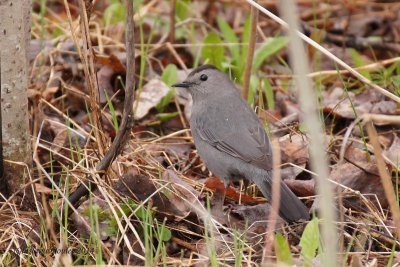 Moqueur chat (Gray Catbird)