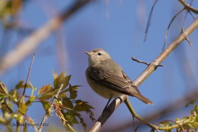 Viro mlodieux (Warbling Vireo)