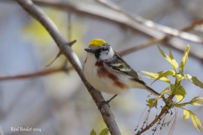 Paruline  flancs marron (Chestnut-sided Warbler)