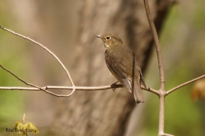 Grive  dos olive (Swainson's Thrush)