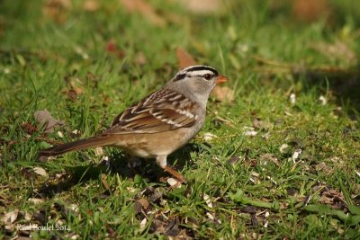 Bruant  couronne blanche (White-crowned Sparrow)