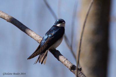 Hirondelle bicolore (Tree Swallow) 