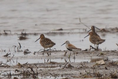 Bcassin roux (Short-billed Dowitcher) Bcasseau variable