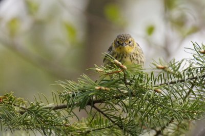 Paruline tigrée (Cape May Warbler)