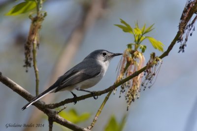 Gobemoucheron gris-bleu (Blue-gray Gnatcatcher)