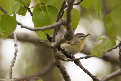 Viro de Philadelphie (Philadelphia Vireo)