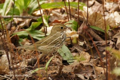 Paruline couronnée (Ovenbird)