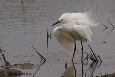 Aigrette neigeuse (Snowy Egret)