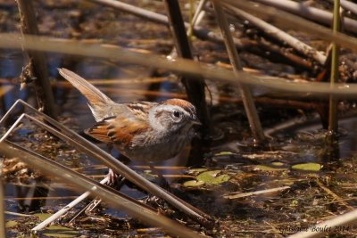 Bruant des marais (Swamp Sparrow) 