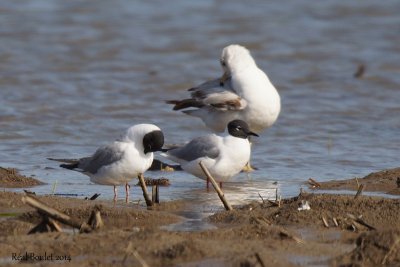 Mouette de Bonaparte (Bonaparte's Gull)