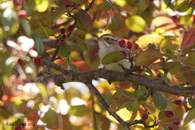 Bruant des plaines (Clay-colored Sparrow)