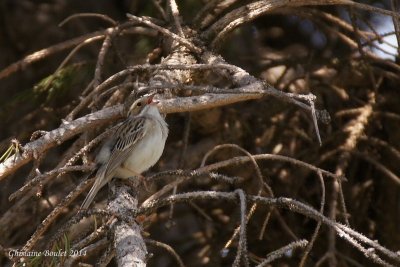 Bruant des plaines (Clay-colored Sparrow)