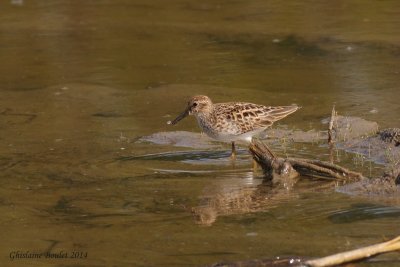 Bcasseau minuscule (Least Sandpiper)