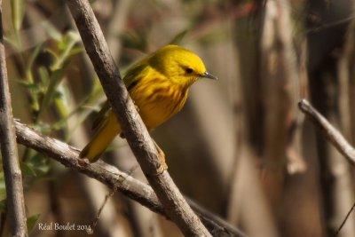 Paruline jaune (Yellow Warbler)