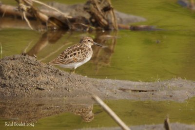 Bcasseau minuscule (Least Sandpiper)