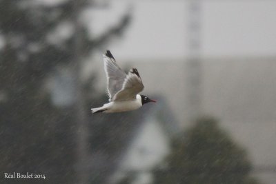 Mouette de Franklin (Franklin's Gull)