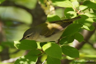 Paruline obscure (Tennessee Warbler)