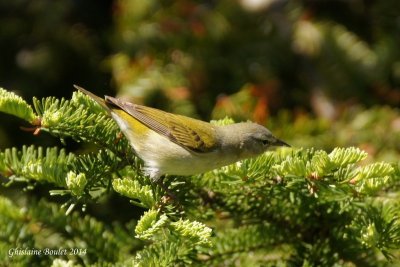Paruline obscure (Tennessee Warbler)