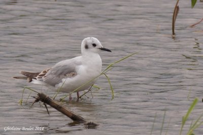 Mouette de Bonaparte (Bonaparte's Gull)