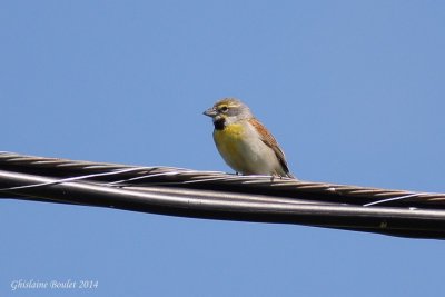 Dickcissel d'Amrique (Dickcissel)