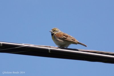 Dickcissel d'Amrique (Dickcissel)