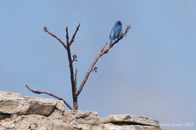 Passerin indigo (Indigo Bunting)